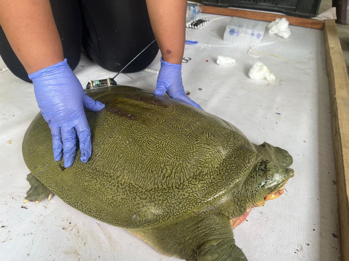 cmpatowary's tweet photo. A landmark moment for wildlife conservation in India!

On #EndangeredSpeciesDay, the country’s first satellite-tagged Ganges softshell turtle was released at @kaziranga_, marking a significant step towards scientific wildlife conservation and species monitoring.

Under the visionary leadership of HCM Dr @himantabiswa, Assam is continuing its unwavering commitment towards protecting and preserving the rich biodiversity of our forests and wetlands, ensuring a safer future for every species that calls them home.

@wii_india