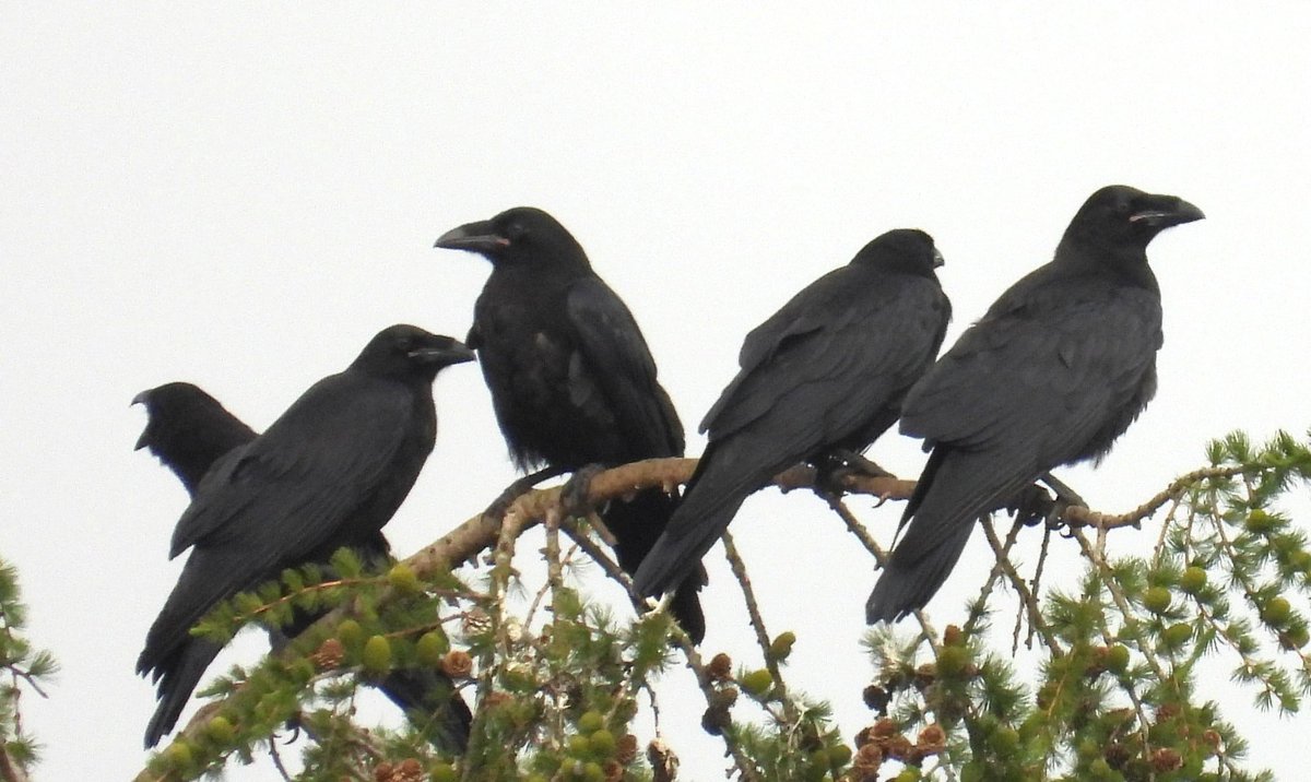 MarburyBirds tweet media