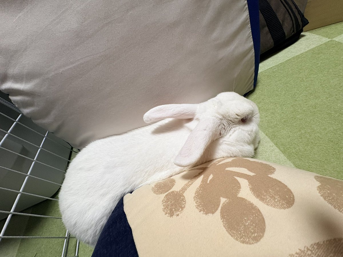 うさぎさんに幸せになってもらいましょう