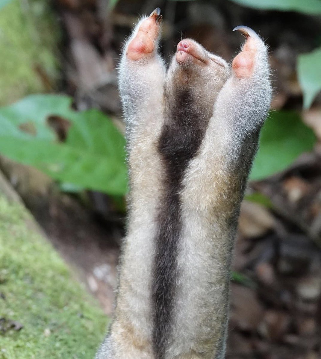 sentimental tamandua tweet media