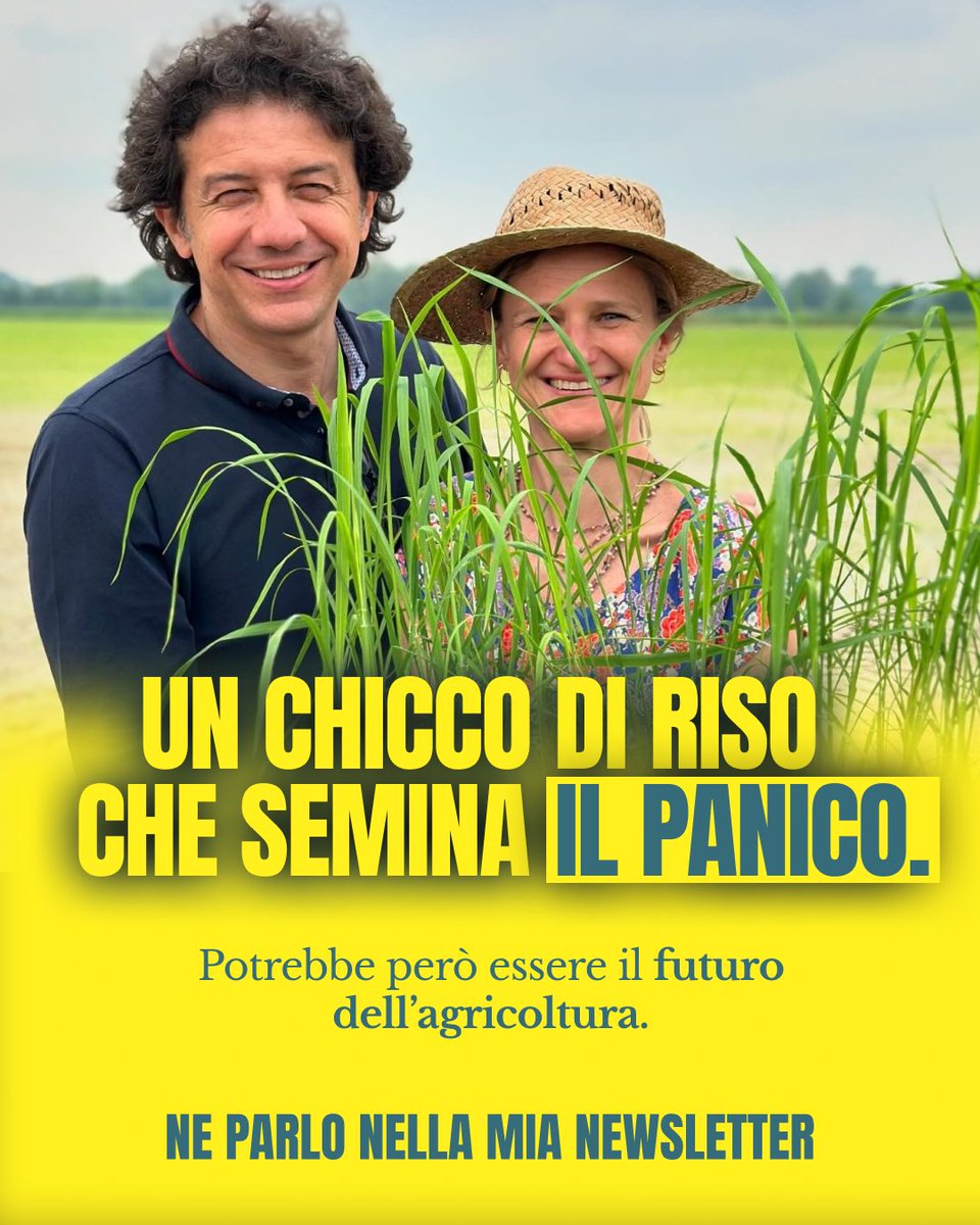marcocappato's tweet photo. Perché è un riso geneticamente modificato, frutto della ricerca pubblica italiana. E il fatto che in Italia si rischi una multa per distribuirlo, o che i campi vengano distrutti in nome di una falsa ecologia, la dice lunga su dove siamo arrivati.

Qui: https://t.co/W8Xfyk2RO2 https://t.co/m1BHnr0LMd