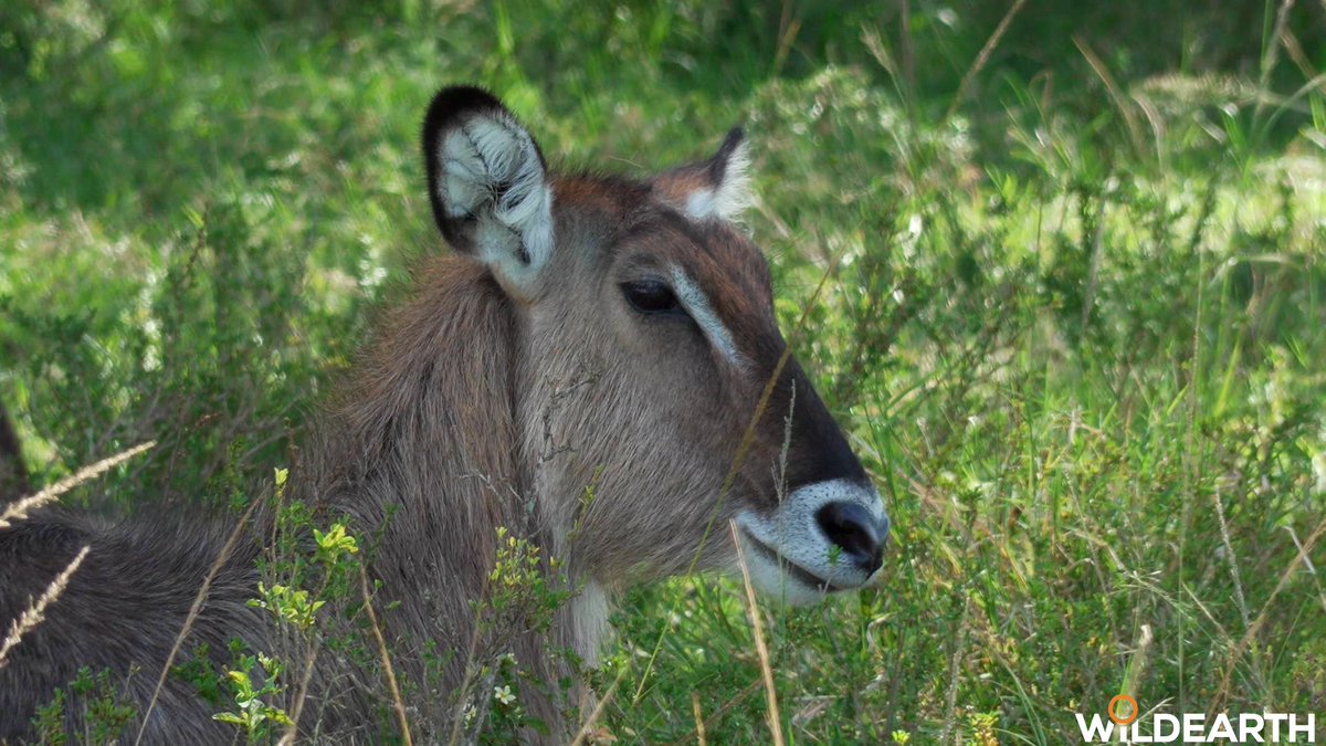 WildEarth tweet media