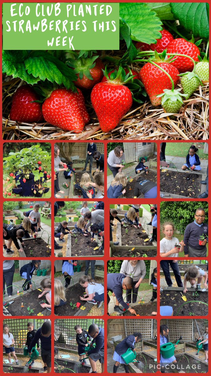 ElmClass_OLOL's tweet photo. Planting fruit and vegetables on our school allotment -  thank you Eco Club! #EcoCouncil #MakeADifference @ololprimary_HT https://t.co/6KOQKJZWlz