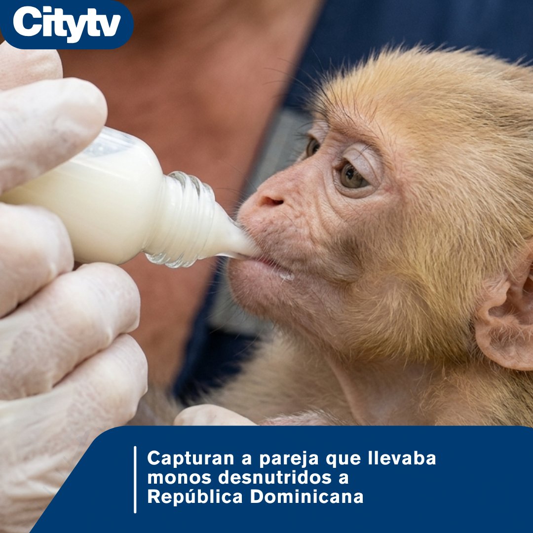 Canal Citytv tweet media