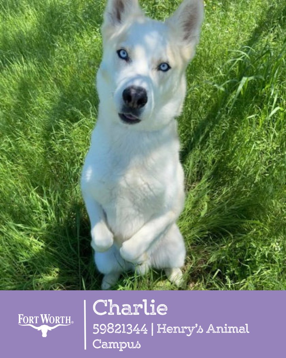 fwacc_'s tweet photo. WARNING: Honcho’s blue eyes may make you fall in love instantly 💙🐾

Our shelters are at capacity, and big dogs like Honcho need fosters or adopters now. Friendly, dog friendly and a total sweetheart. 🏡

💌 DM us to meet him https://t.co/n41aRPRYhJ