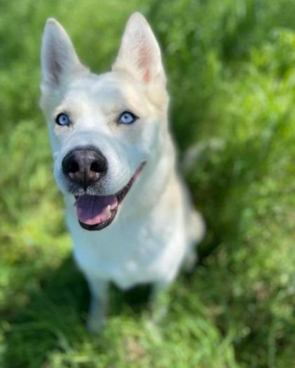 fwacc_'s tweet photo. WARNING: Honcho’s blue eyes may make you fall in love instantly 💙🐾

Our shelters are at capacity, and big dogs like Honcho need fosters or adopters now. Friendly, dog friendly and a total sweetheart. 🏡

💌 DM us to meet him https://t.co/n41aRPRYhJ