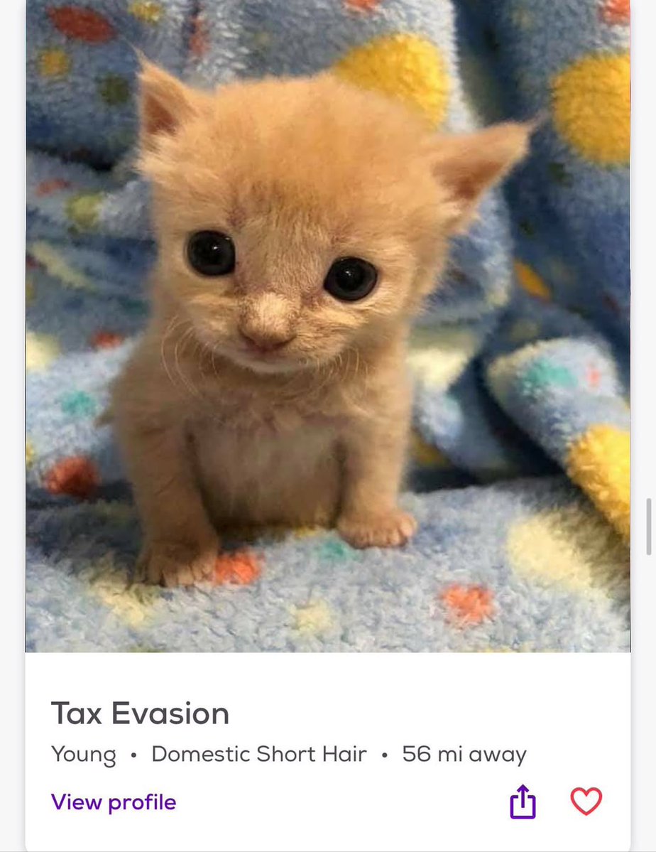 smol silly cat tweet media