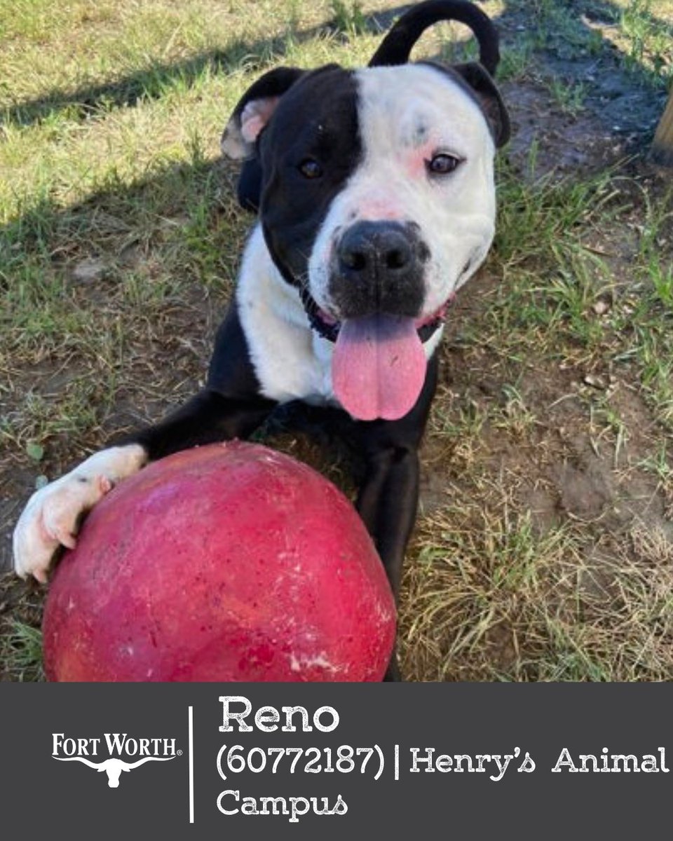 fwacc_'s tweet photo. Fort Worth, we need your help 🐶💙 Our shelters are at capacity, and fostering or adopting a large dog can truly change a life. Even sharing this post could help them find the right person. 🏡🐾

📍 Henry’s Animal Campus &amp; Silcox | Open daily 12–6 p.m.
💌 DM us https://t.co/jiewnZTRiK