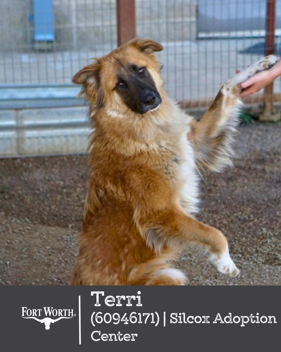 fwacc_'s tweet photo. Fort Worth, we need your help 🐶💙 Our shelters are at capacity, and fostering or adopting a large dog can truly change a life. Even sharing this post could help them find the right person. 🏡🐾

📍 Henry’s Animal Campus &amp; Silcox | Open daily 12–6 p.m.
💌 DM us https://t.co/jiewnZTRiK