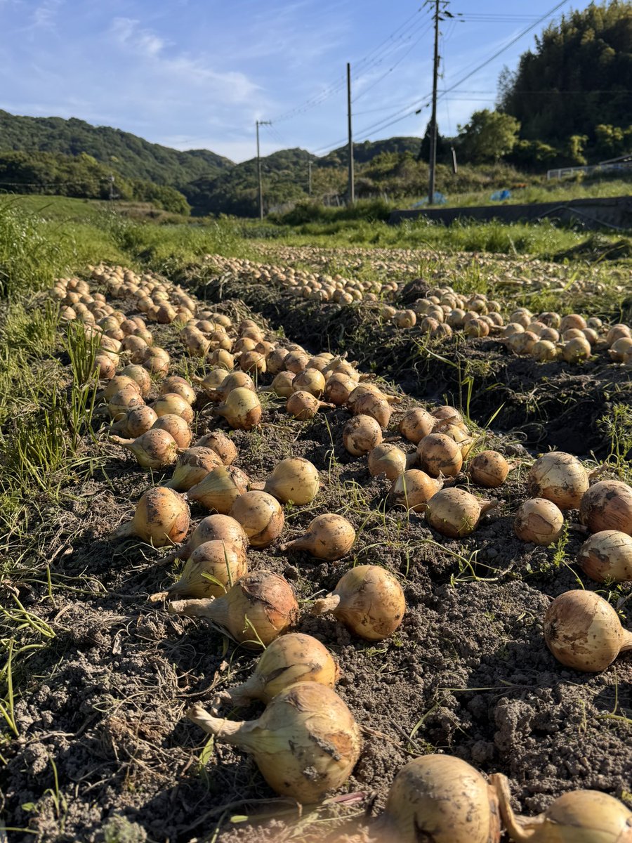 Tomojuchan's tweet photo. 🧅甘くてジューシー✨
🧅安心・安全の特別栽培✨
🧅防腐剤・防カビ剤不使用✨

丹精込めて作った新たまねぎを、先着順に販売させていただきます。

淡路島の春の幸を、ぜひご賞味くださいませ😌。
皆様のお越しをお待ちしております🧅❗️

#淡路島　#新たまねぎ　#光性農園　#直売会 https://t.co/oN8tGMouq5