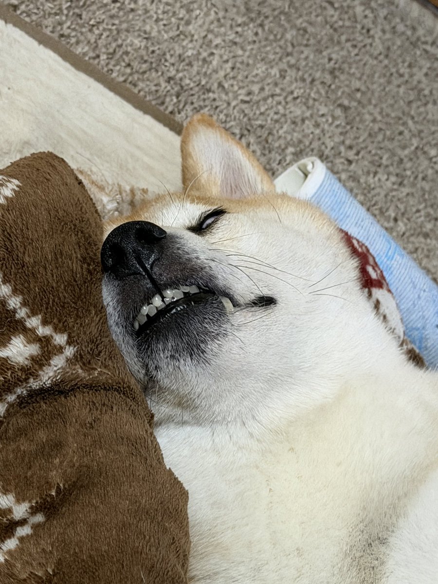 UltraMasuta's tweet photo. 気絶犬🐕 https://t.co/LwXJfi9u2Y