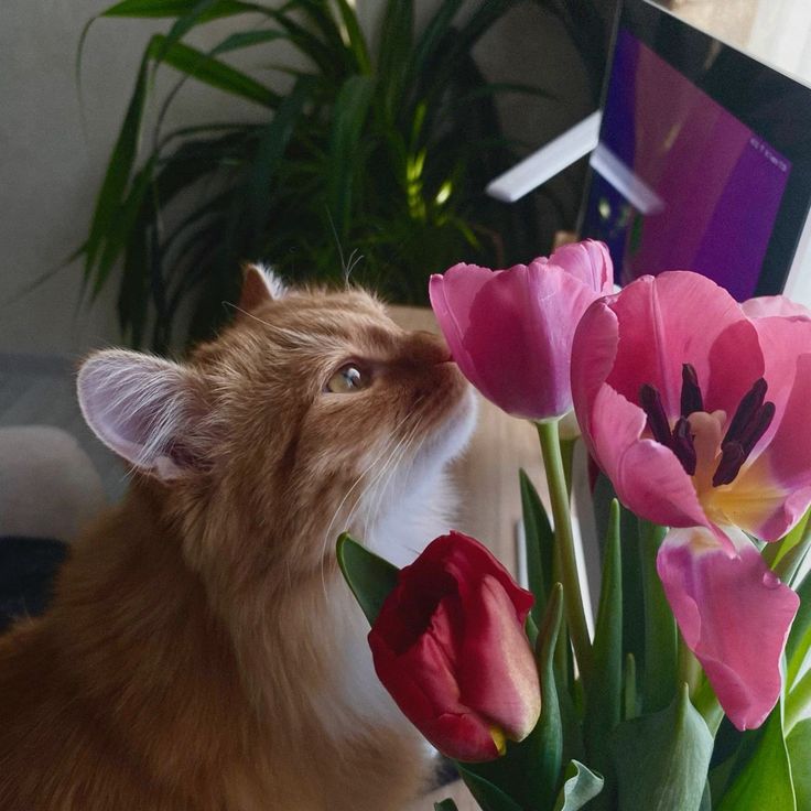lise 🌺 tweet media