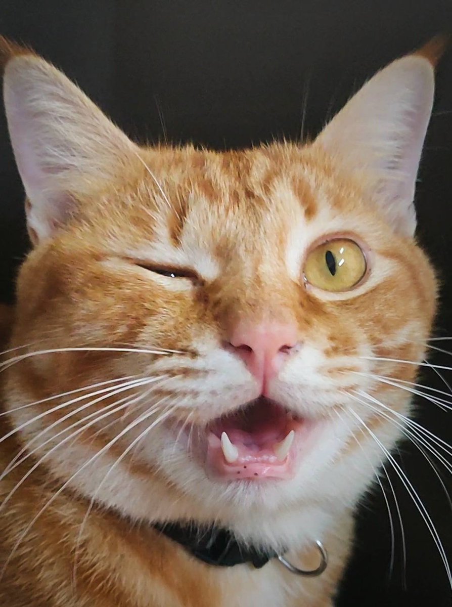 joekit as cats 🐱 tweet media