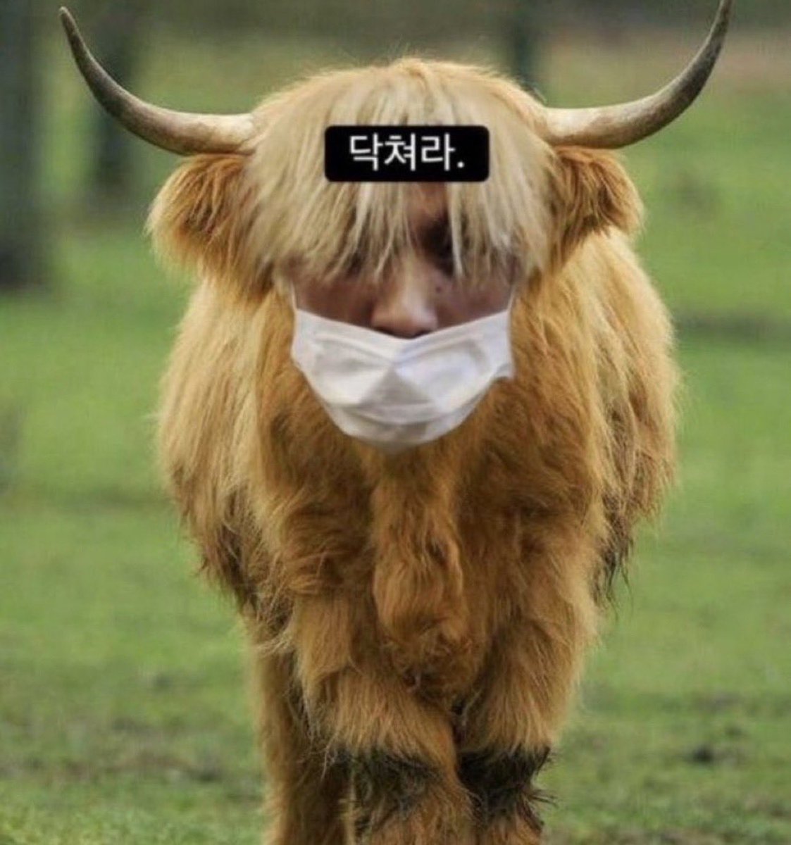 다이노포스TV tweet media