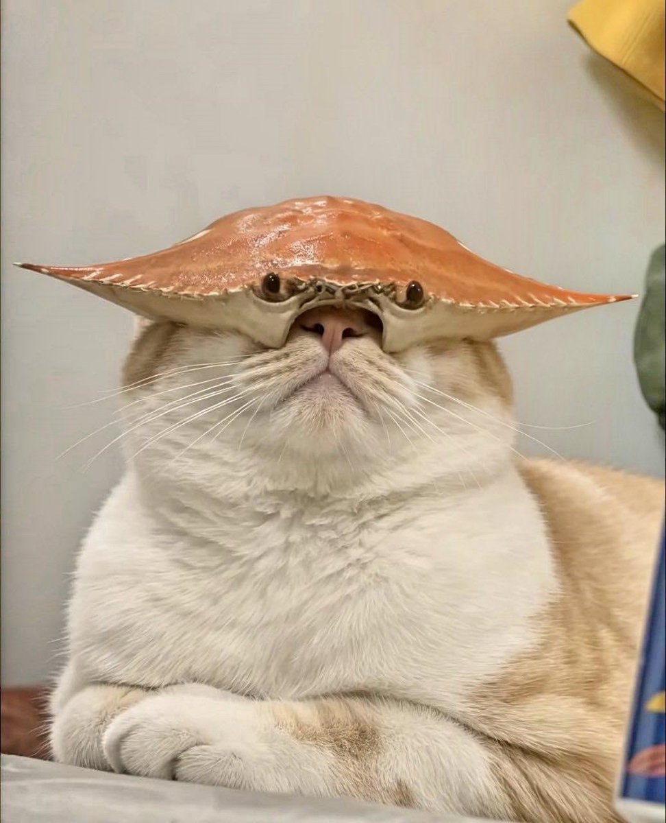 LorenzoTheCat's tweet photo. He's going to wear this to next year's Met Gala. Just you wait. https://t.co/IlvZtK8BfS