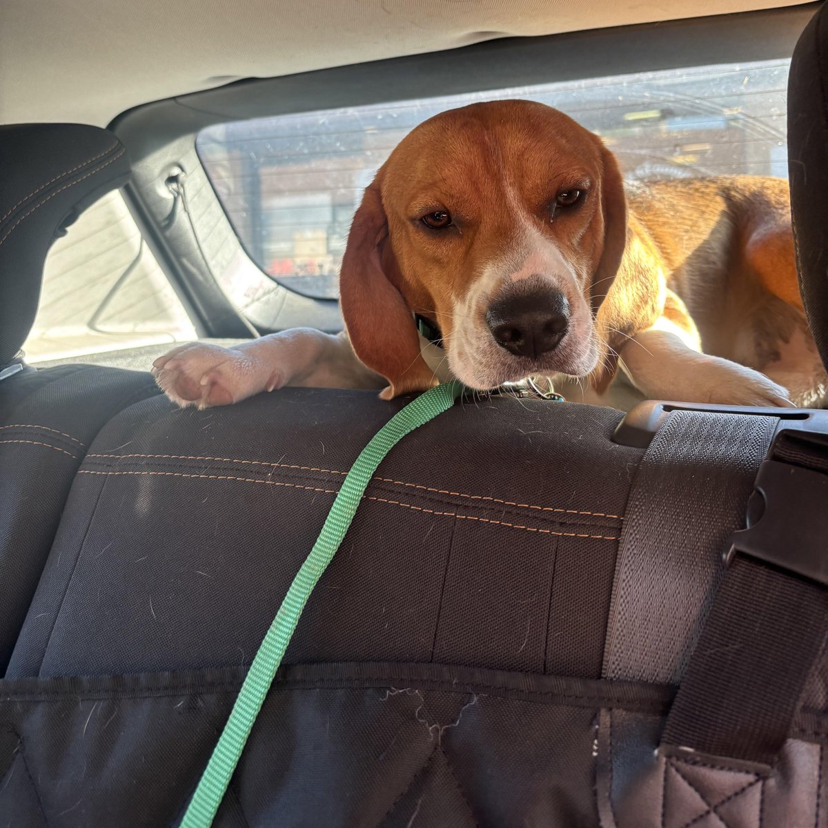 Battle Beagle (@HarmlessYardDog) on X