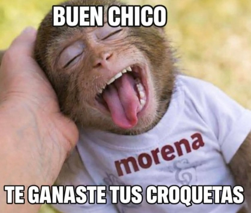 Joanneborgesg's tweet photo. @marcelcarrillog @MiguelMezaC Pinche #CHIMPANCHAIRO PENDEJO e IDIOTA, basta con verle su cara y reúne el perfil para la 4T.
#ChairoDelBienestar
#morenaEngañaPendejos https://t.co/5OUeT4OCHW