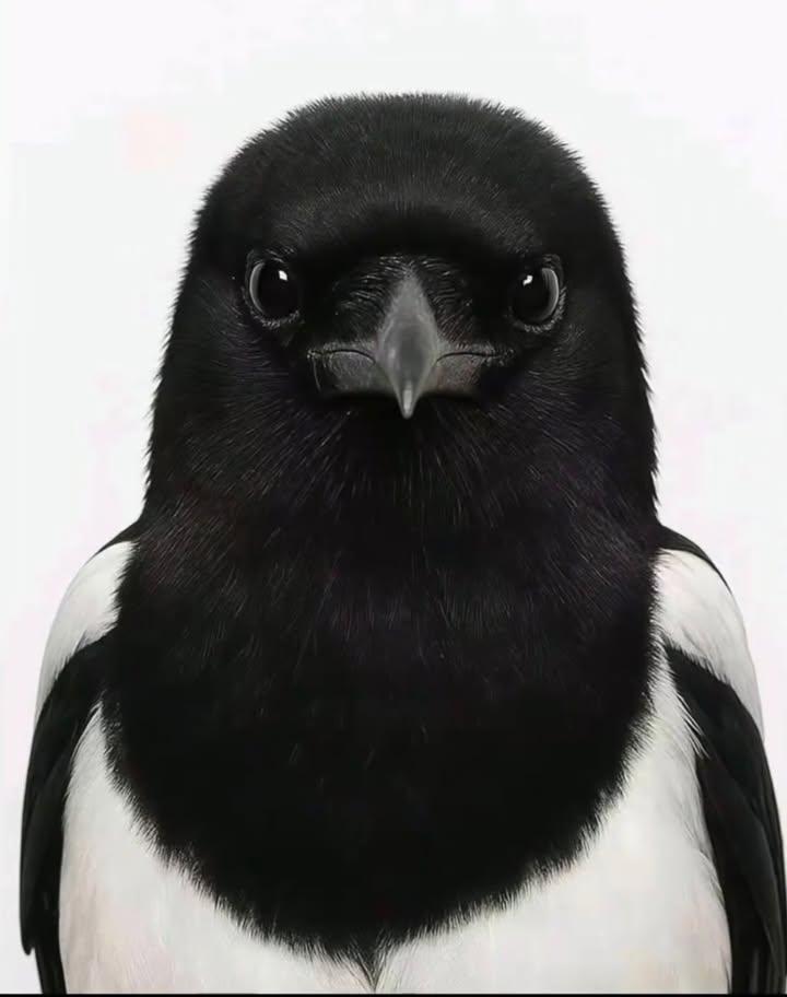 Birds Colour 🕊️ tweet media