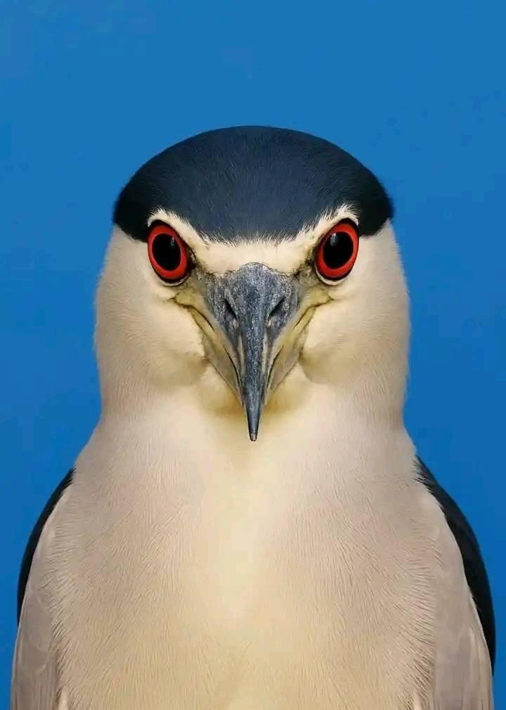 Birds Colour 🕊️ tweet media