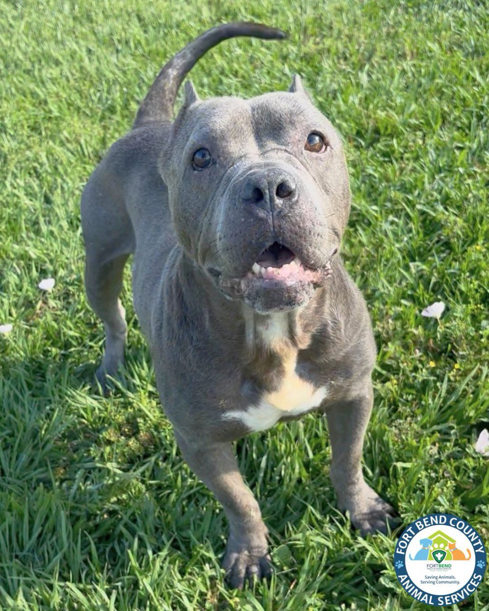 Fort Bend Animal Services tweet media