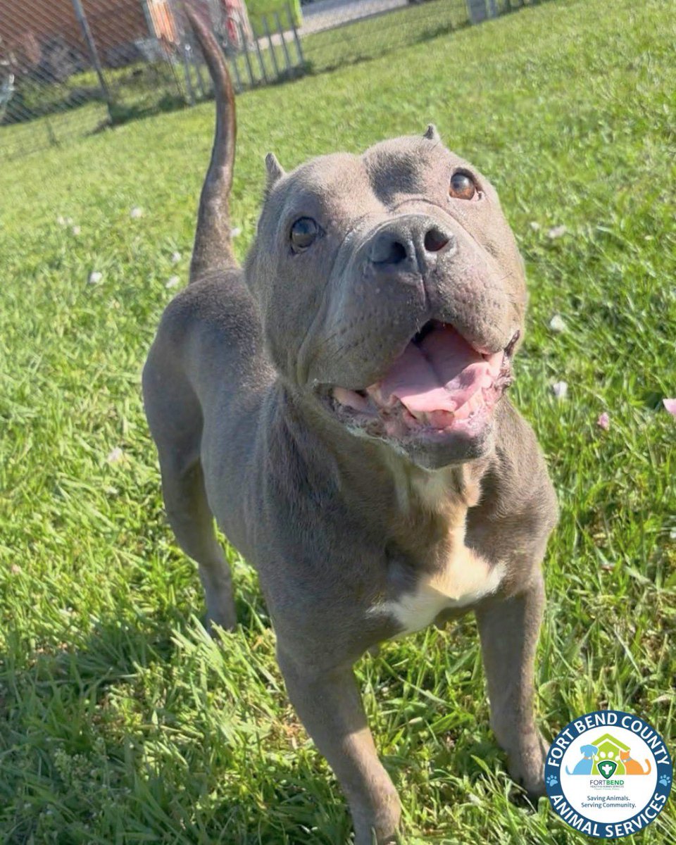 Fort Bend Animal Services tweet media
