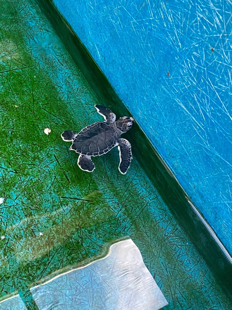 ManateeGov's tweet photo. May 15 is National Endangered Species Day, and we’re celebrating a major conservation win right here in Manatee County 💚🐢

After decades of protection efforts, the Green Sea Turtle was reclassified from endangered to threatened in many populations — a huge milestone that shows conservation works. Protecting nesting beaches, reducing artificial lighting, and rescue and rehabilitation efforts have all played a role in helping these incredible animals recover.

Manatee County’s beaches provide critical nesting habitat, and simple actions like keeping beaches clean, filling in holes, turning off lights, and giving nesting turtles space help ensure this success continues for future generations.