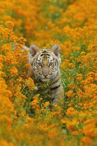 ANIMALS WORLD🌎 tweet media