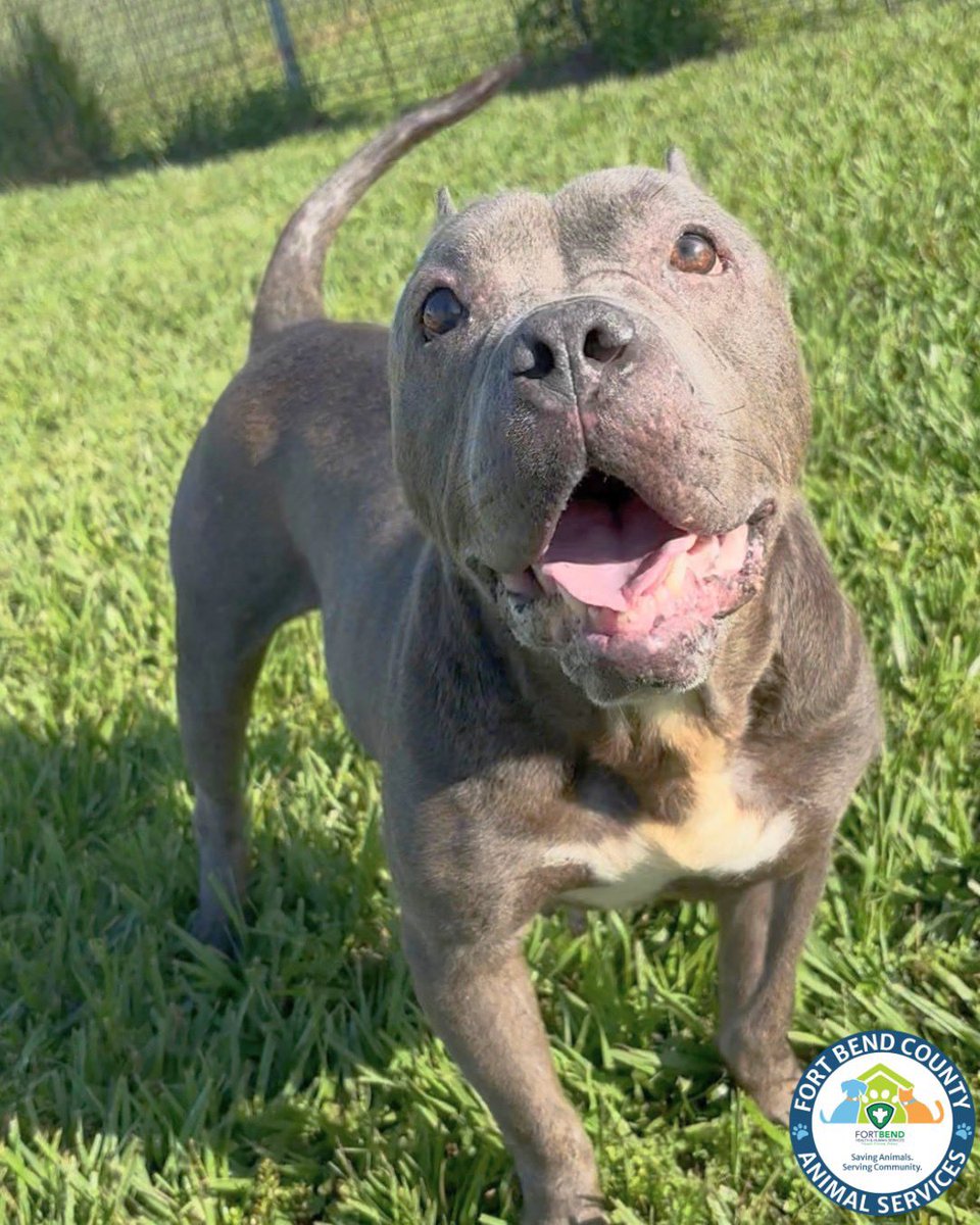 Fort Bend Animal Services tweet media