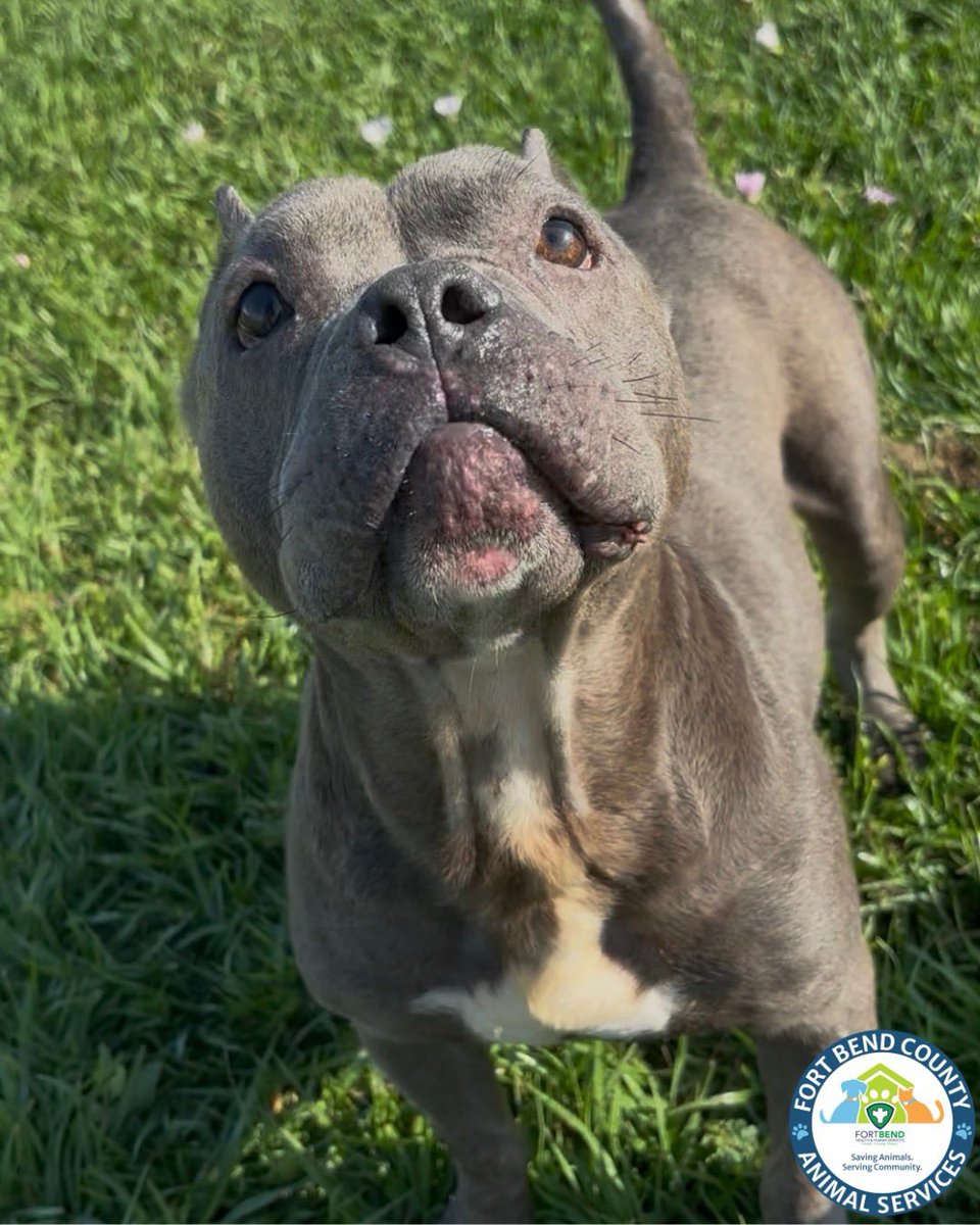 Fort Bend Animal Services tweet media
