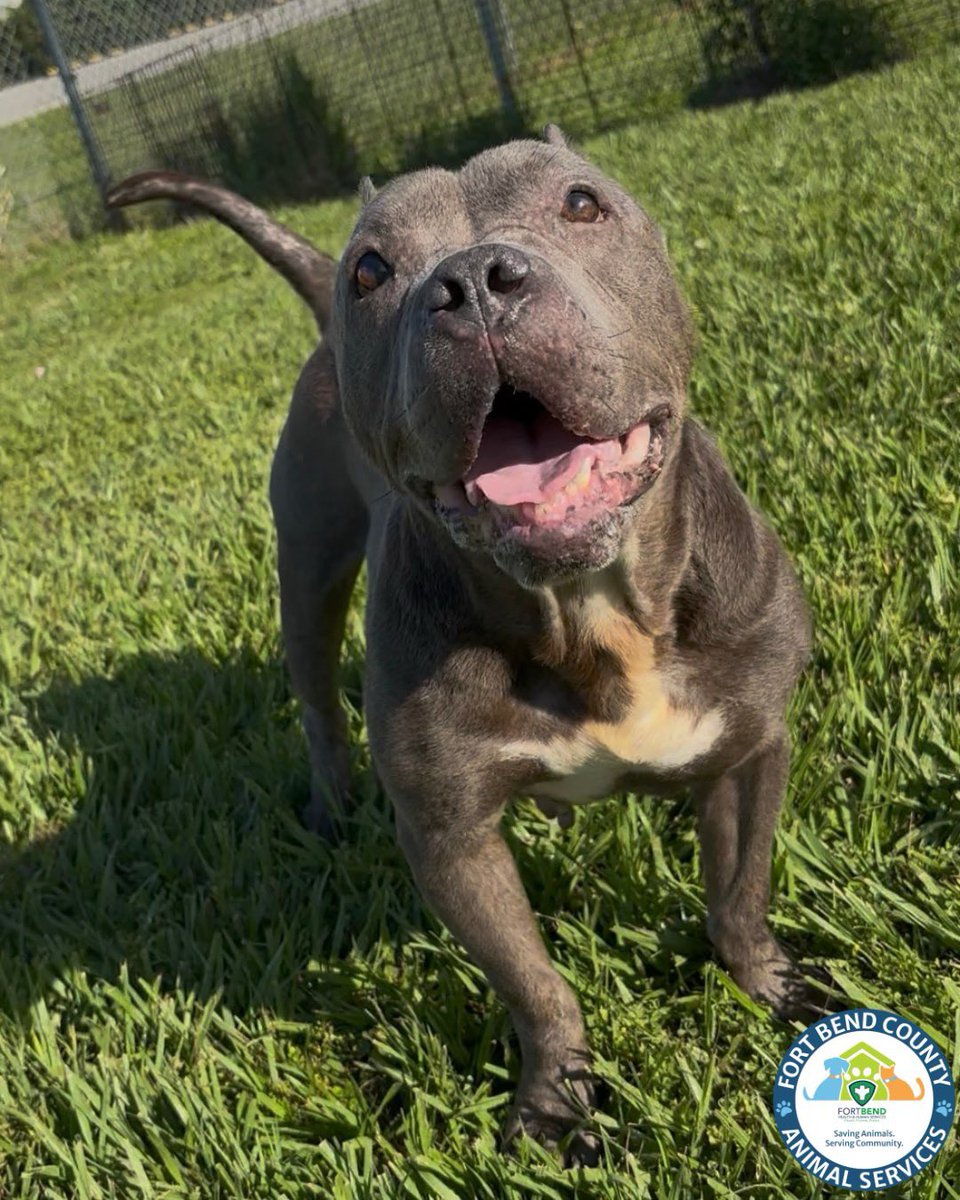 Fort Bend Animal Services tweet media