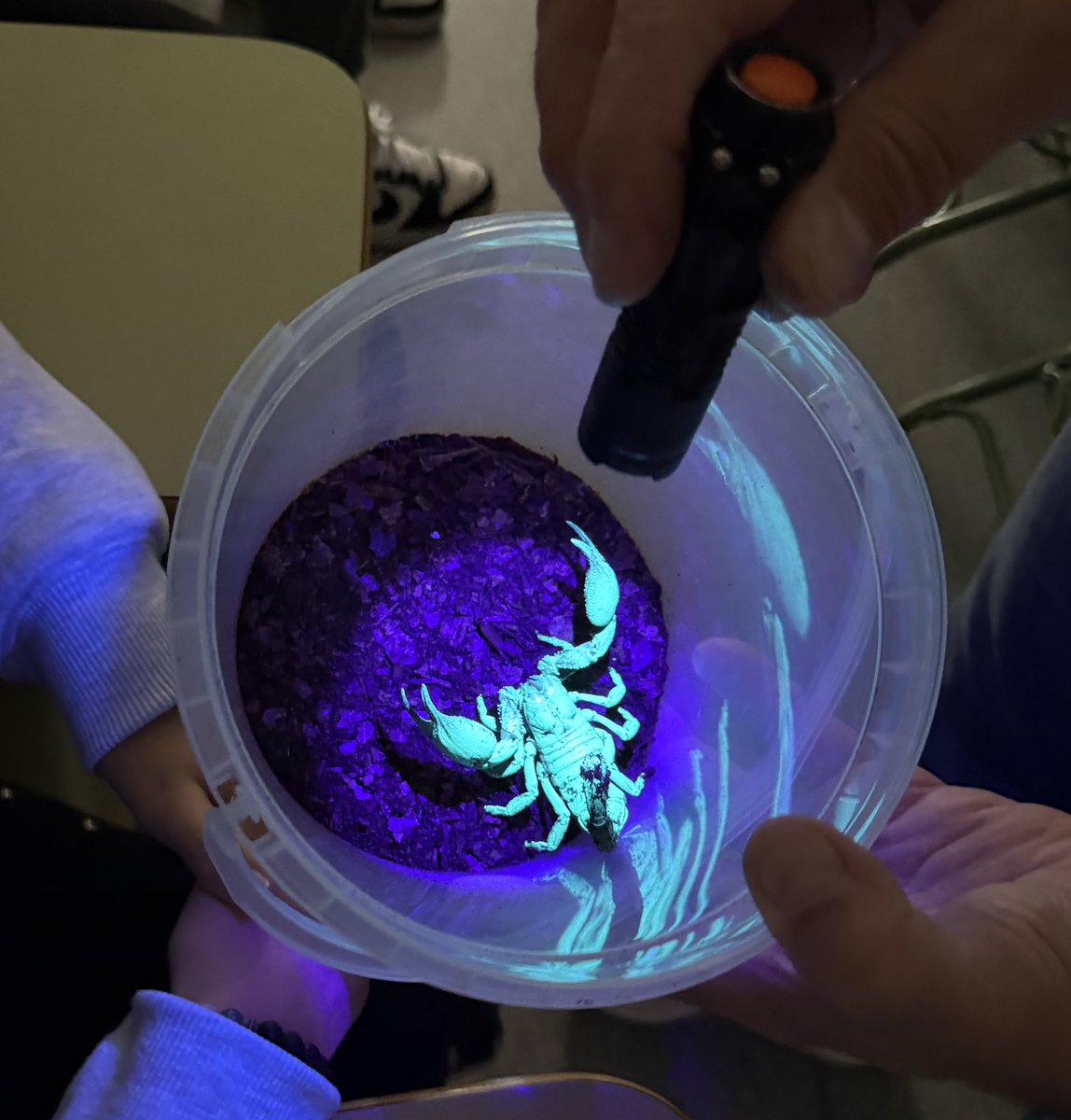 cienZiamos's tweet photo. Hoy los alumnos y alumnas de 1 de ESO de la materia de biología recibieron por parte de mundobichos, un taller de artrópodos donde, con sus propias manos, pudieron experimentar con muchos invertebrados.
https://t.co/zt5F4pzQ91
#cienziamos #clubdeciencia #iesdepastoriza #biología https://t.co/Y0DMRqJWfv