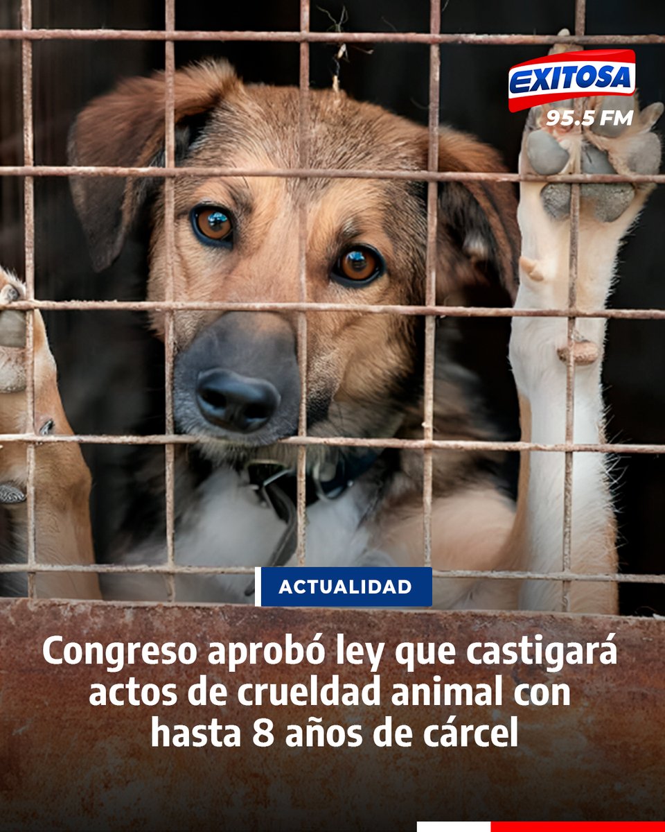exitosape's tweet photo. 🔴🔵 Con 91 votos a favor, el Pleno del Congreso dio luz verde a una modificación del artículo 206-A del Código Penal que sanciona con hasta ocho años de prisión a quienes provoquen la muerte de animales por actos de crueldad.

🌐Más información en: https://t.co/rvlcqrf1Fp https://t.co/hsRZCIeaCY
