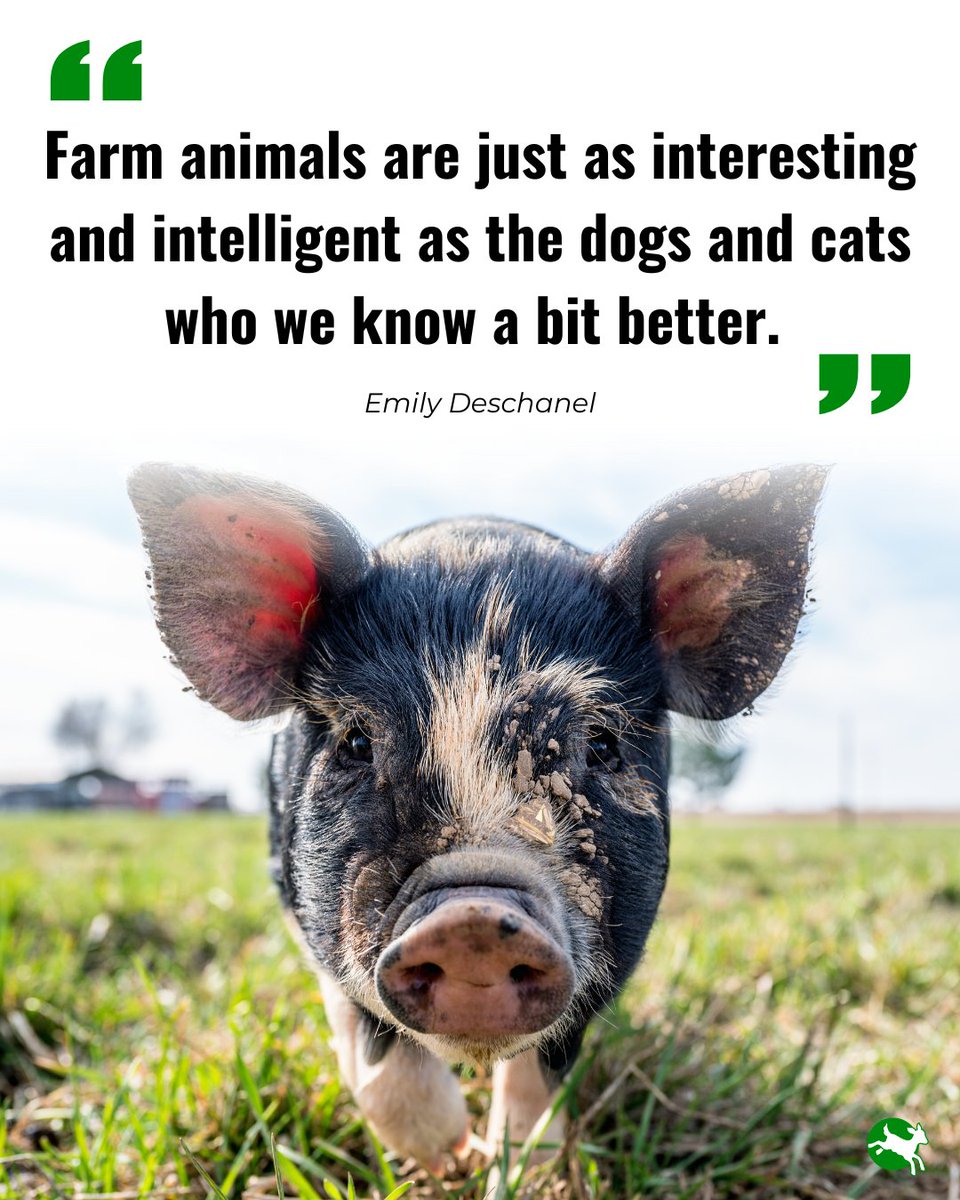 Compassion in World Farming UK tweet media