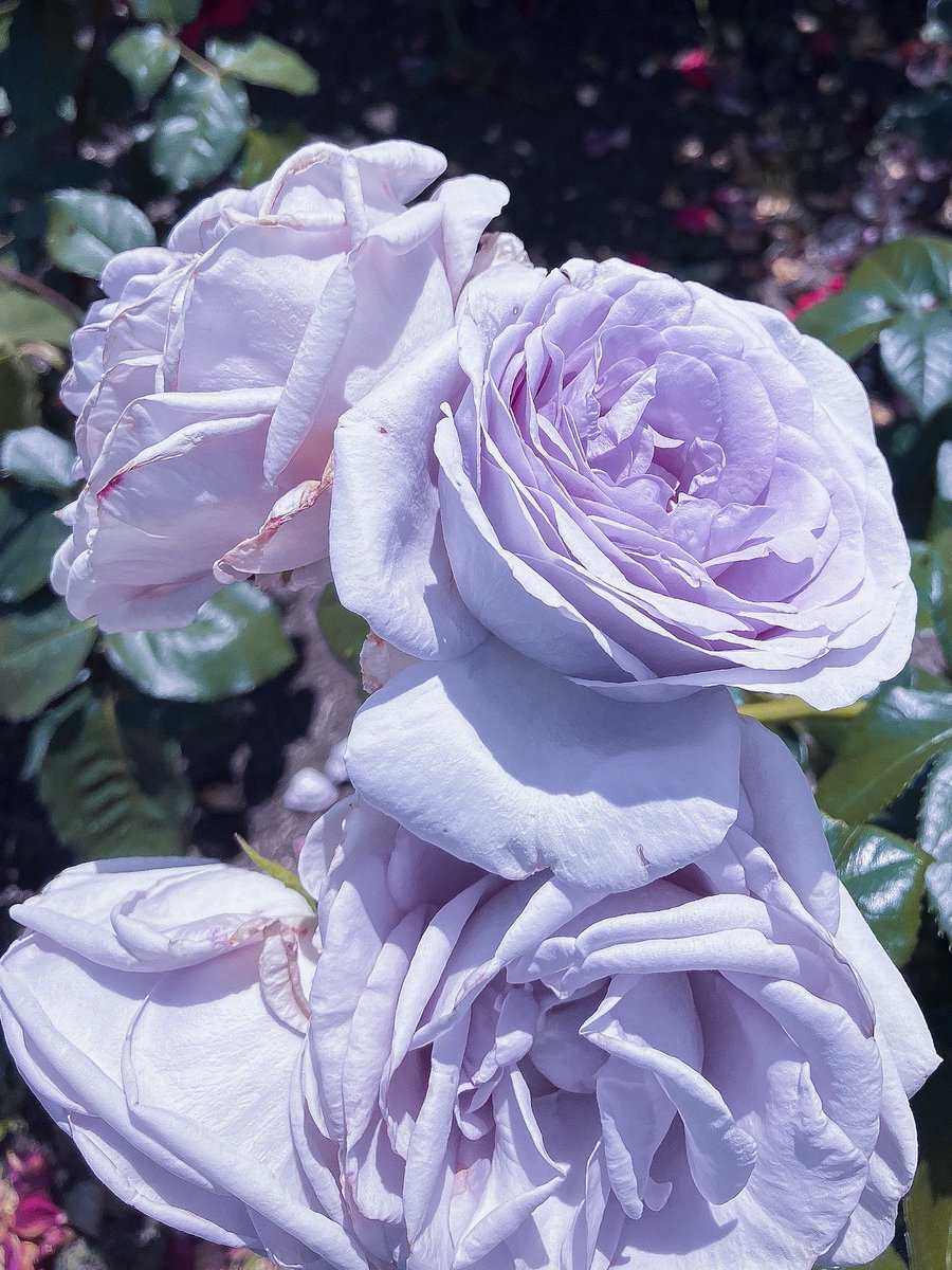薔薇はこの辺りのカラーが好き
