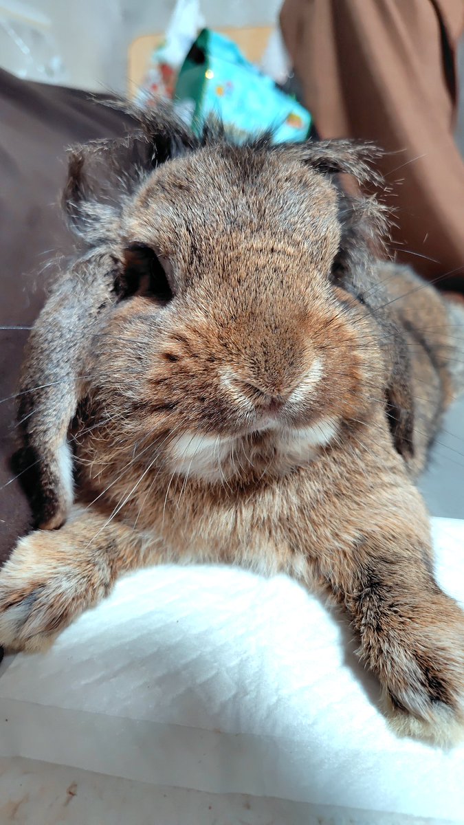 dm_dm_py's tweet photo. @atelier_Noel たてがみが長いところがチャームポイントの、ホーランドロップMIXの男の子『ノア』です🐰
参加させてください😊
#ゆきくまMIXスタンプモデル応募 https://t.co/UHjuntz5NC