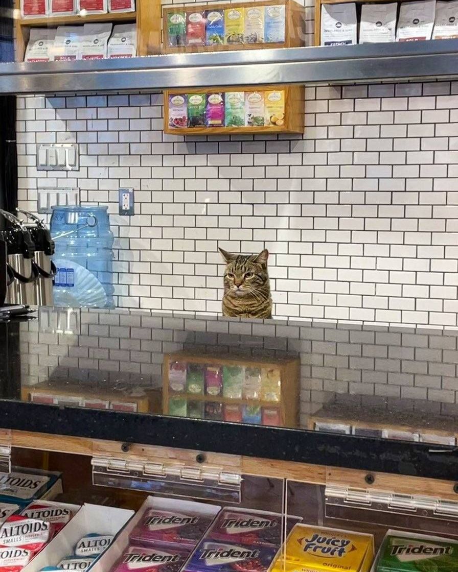 cats with jobs 🛠 tweet media