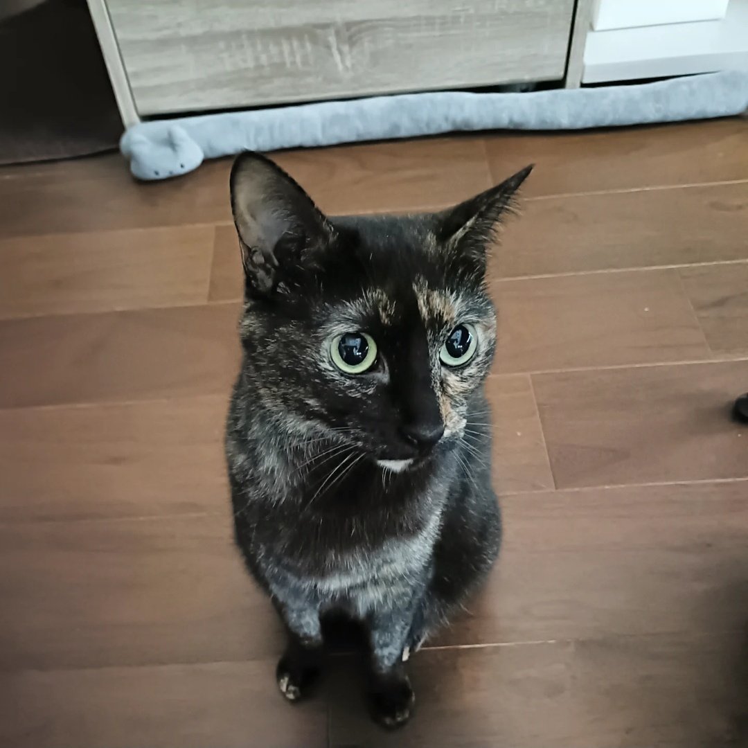 サビ猫の月麦 tweet media