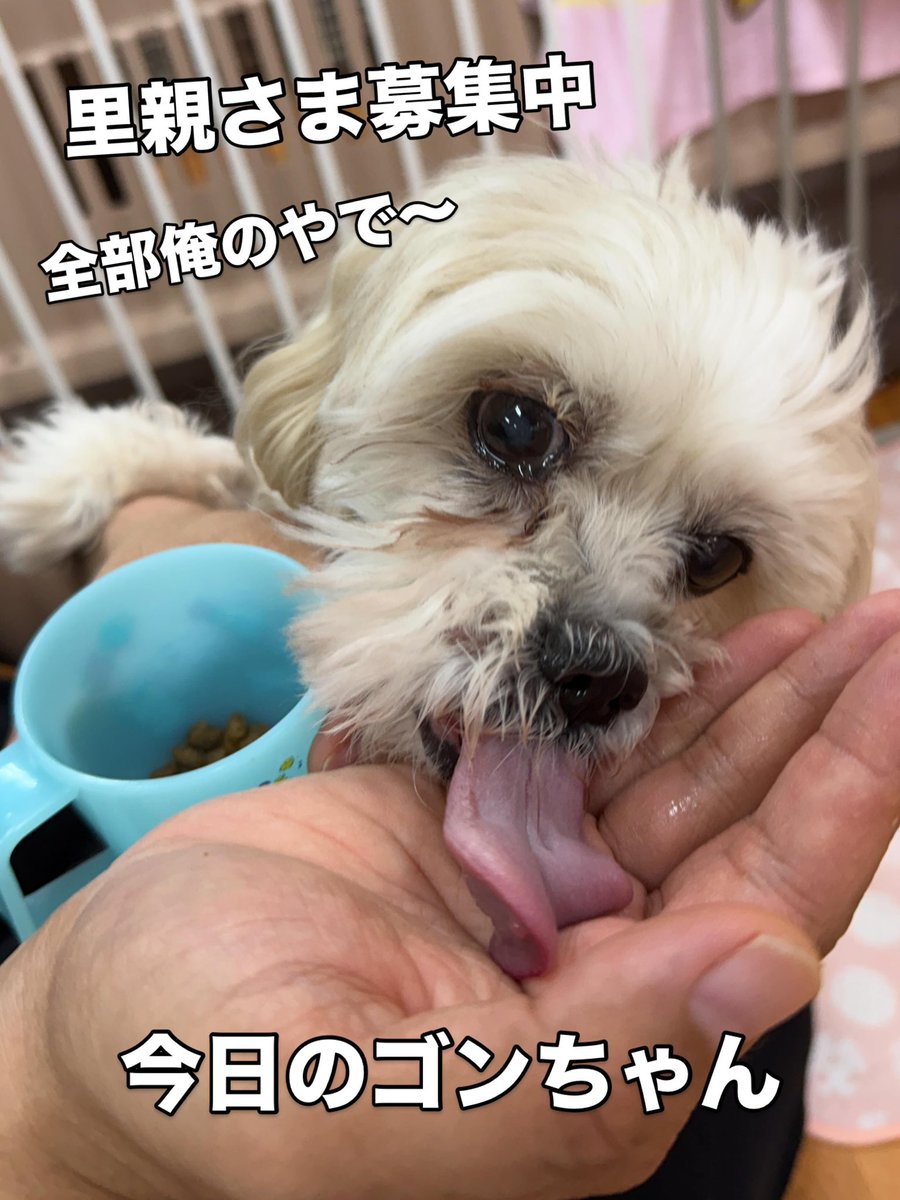 ゴンちゃん