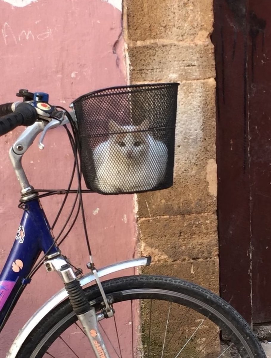 癒しの動物 tweet media