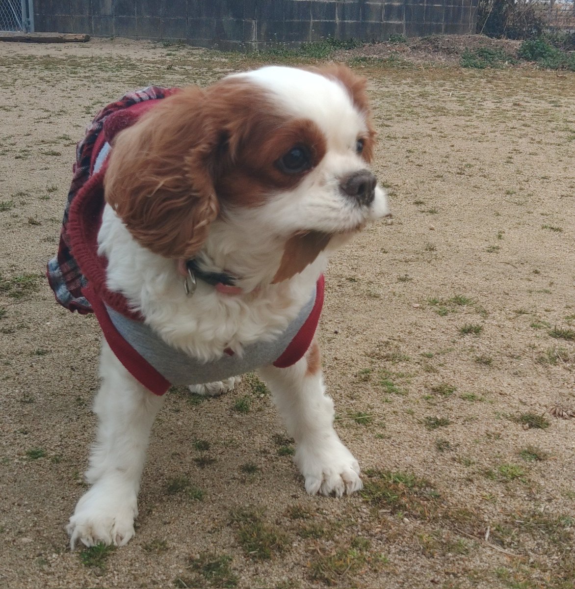 MgMeta's tweet photo. 数値下がって安心。一時的な肝炎だったのか・・7歳だからな気をつけないと！
#キャバリア
#キャバリアのいる生活 https://t.co/fxWi6F1PhS