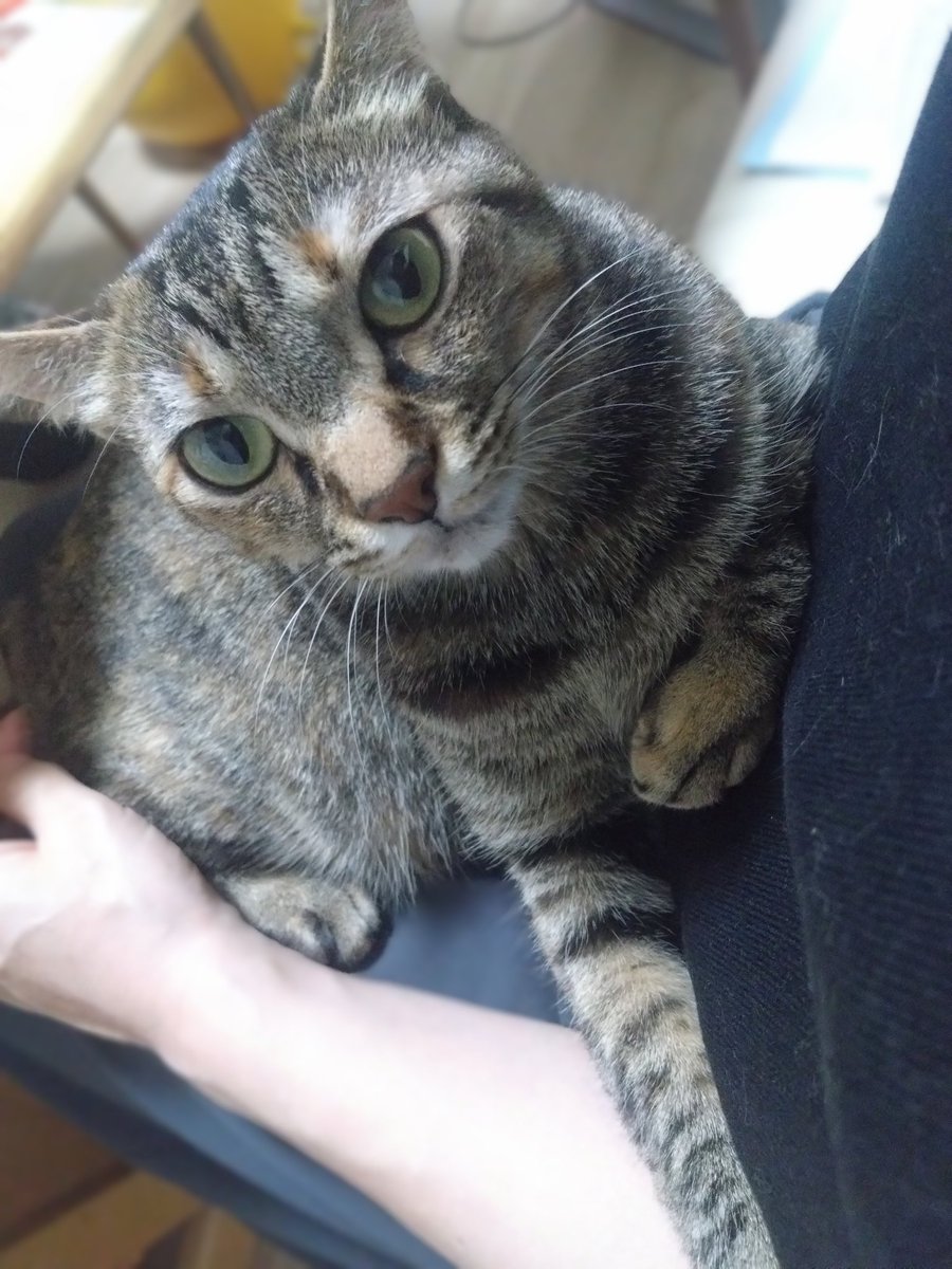 猫、飼い始めました (@D21nyankoro) / Posts / X