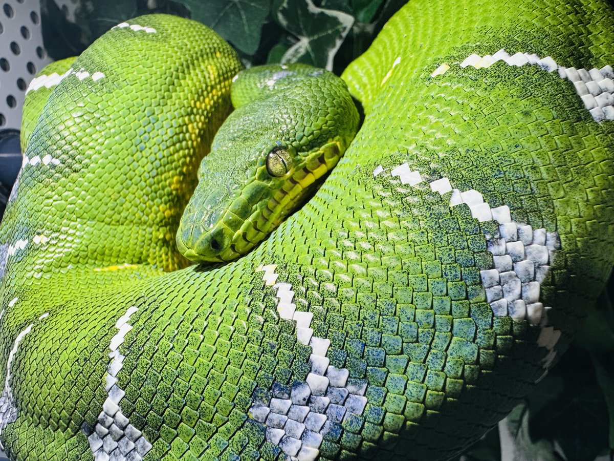 ⚖️ 𝔞𝔫𝔲𝔟𝔦𝔰 ⚖️ 🐍九州パプアン會🐍 tweet media