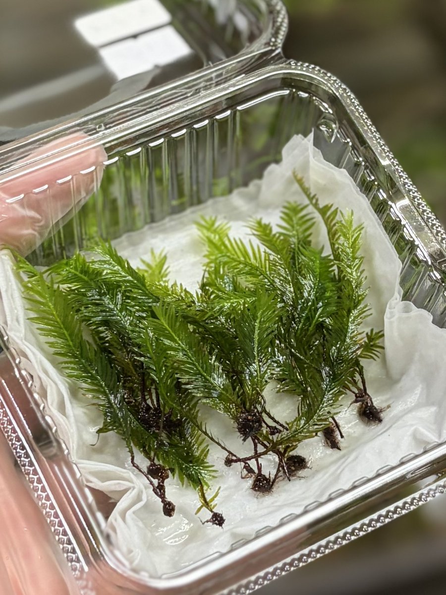 Moss Country tweet media