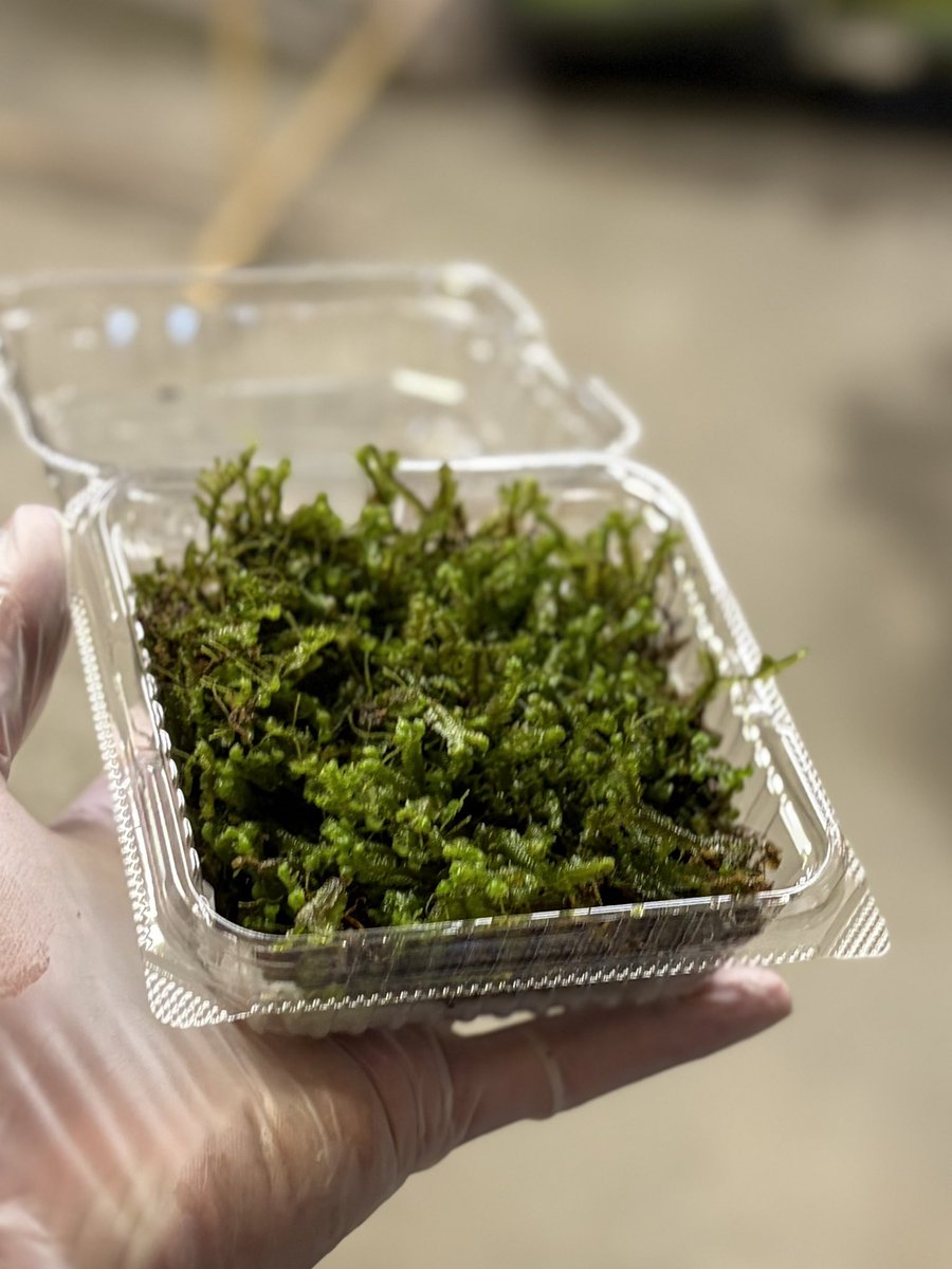 Moss Country tweet media