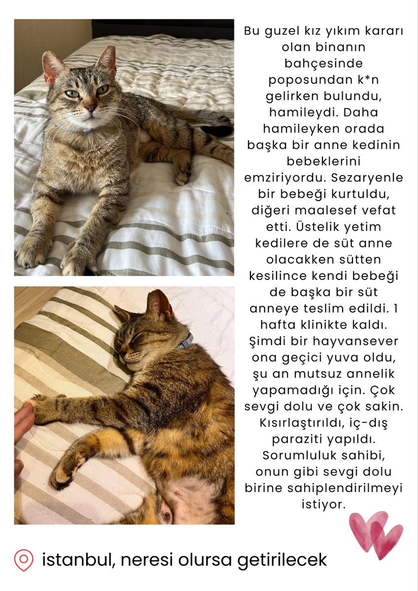 Paw Show tweet media