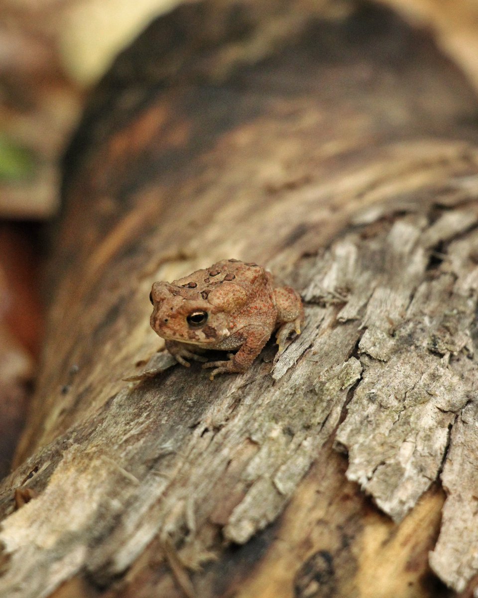 cosmopterix's tweet photo. Gm. American toad (Anaxyrus americanus) about a little over a month or two old. Young individuals like this one tend to have more reddish brown warts that gray as they mature. This one also has some brighter red-orange texture on its sides and face. https://t.co/L9gZA3MW7j