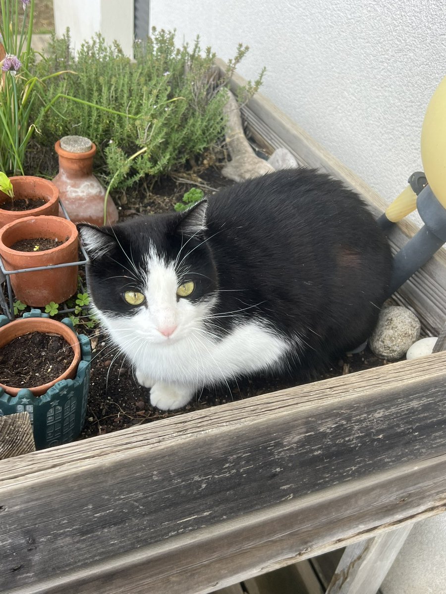 nana 🐈⬛ tweet media