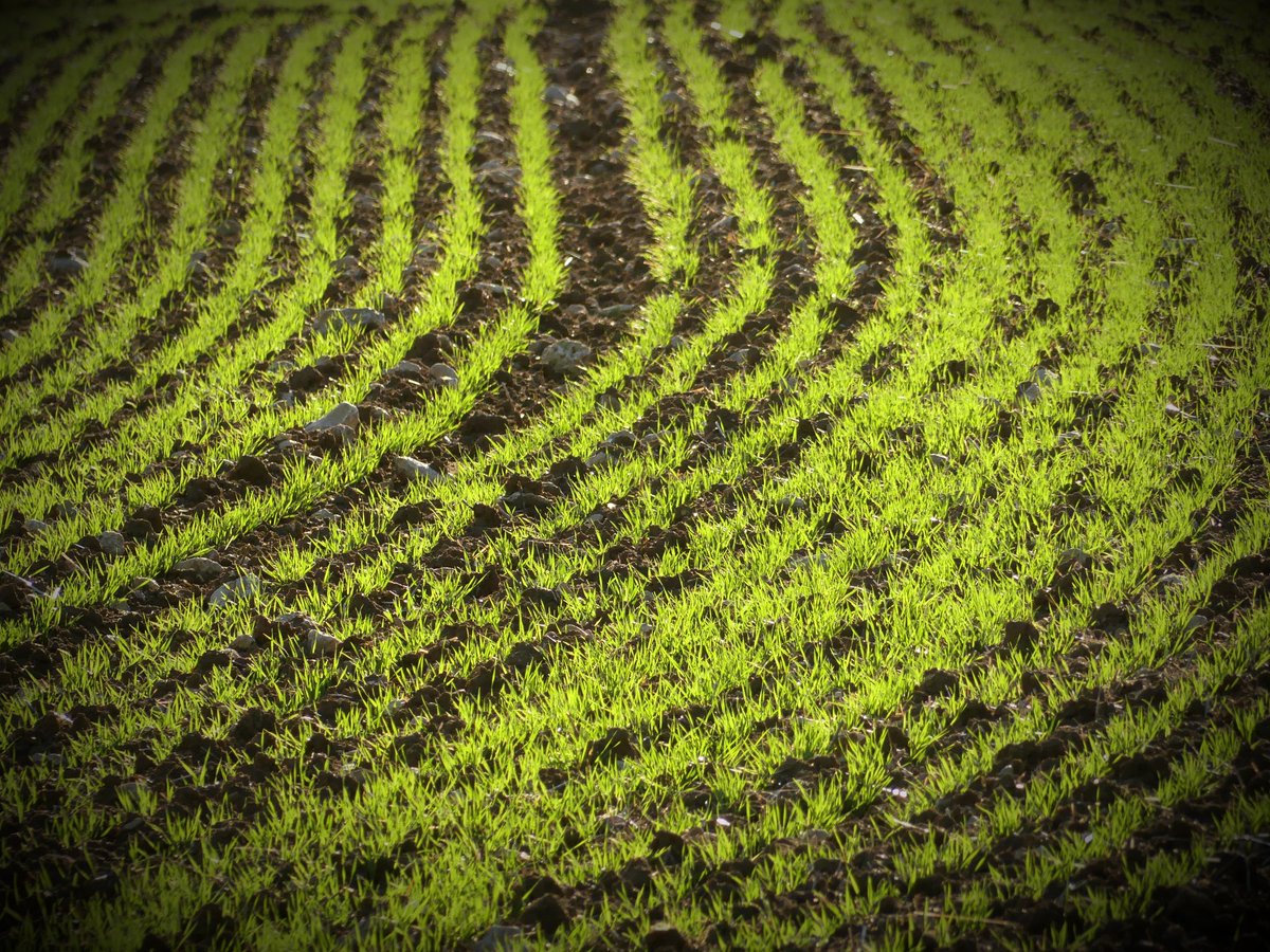 trebinu's tweet photo. Hoy es el día del agricultor/a, buen momento para poner en valor su trabajo y para volver a solicitar la creación de un Consejo  Agroalimentario de Araba para proteger al sector primario. 
Herria gara!
#PosibleEgin https://t.co/1e8yc5bb5X