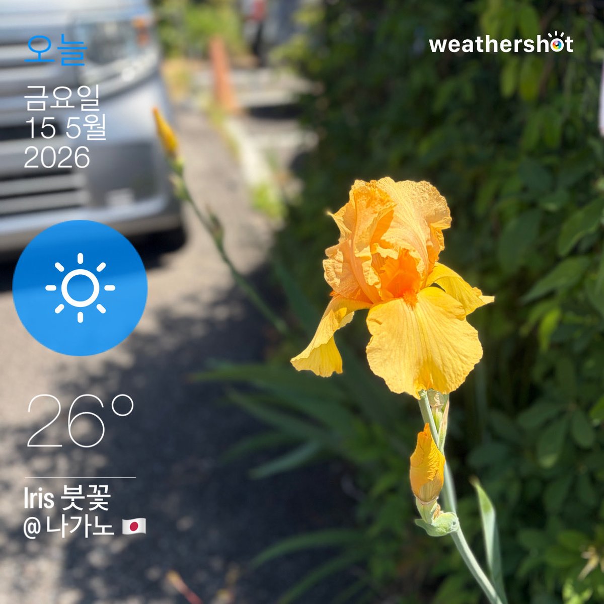 kien1tc's tweet photo. #DaytimeToday #سياڠ_هاري_اين #今天白天 #오늘낮 #今日の日中 KYÔNO NITCHŪ 
꧁丙午年立夏 🌏🐮FRI,15MAY’26꧂

/Iris/ #بوڠا_ايريس #鳶尾花 #붓꽃 #アヤメ(#菖蒲 ) AYAMÈ ⚜️ 
#Plant #Flower 
Clear 나가노시 #일본 #JP https://t.co/imua2ryqpt