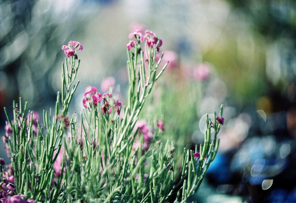 moorchegue's tweet photo. Double Vision
Hitchcock 5207 250 -> Lab
#filmphotography, #filmphoto, #colorfilm, #analog, #analogphotography, #retro, #film, #photography, #purple, #horsetail, #flowers, #flowerbed, #road, #bokeh https://t.co/9vyUEFz90B